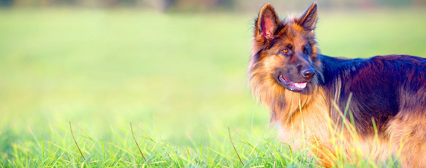 Police Officer Dog Names Popular Male And Female Names Wag 